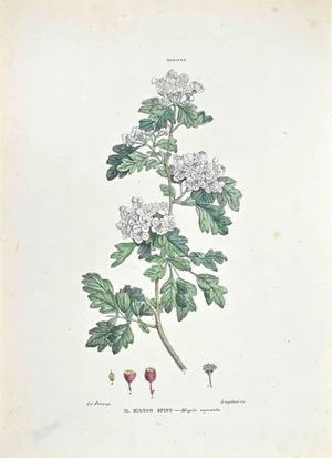 Vincenzo Tenore, The Hawthorn, Lithograph, 1870s