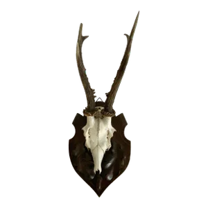 Vintage Black Forest Roe Deer Antler