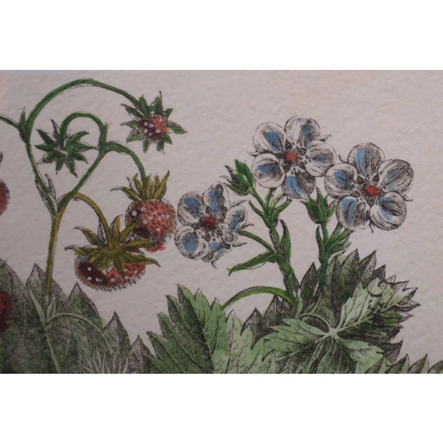 Elisabeth Haussard, Plant Illustrations, 1780, Engravings, Framed, Set of 2 For Sale - Image 9 of 16