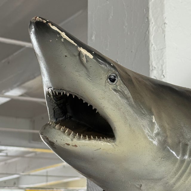 Dark Gray Mid 20th Century Life-Sized Fiberglass Mako Shark Display Mount For Sale - Image 8 of 8