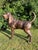 Gold Life-Size Bronze Bloodhound Garden Statue from Christian Maas For Sale - Image 8 of 18