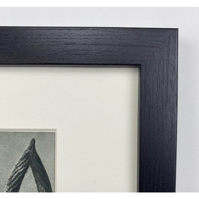Framed Vintage Botanical Blossfeldt Print - No. 9 For Sale In Los Angeles - Image 6 of 7
