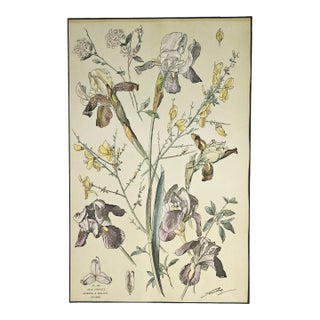 Large 1880's French Antique Botanical Chromolithograph- by H Lambert-Iris-Signed, Matted For Sale