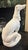 Vintage Hollywood Regency White-Glazed Greyhound Whippet Statue For Sale In Greensboro - Image 6 of 11