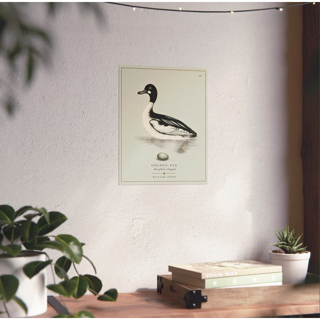 Illustration William Lewin 1789 Waterbirds Fine Art Gallery Board Print - The Golden Eye For Sale - Image 3 of 11