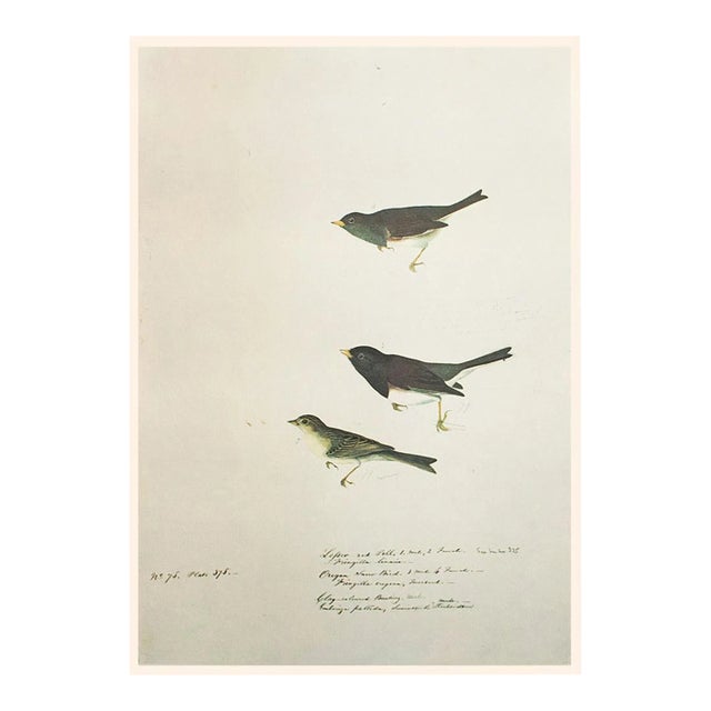 1966 Vintage Cottage Print "Oregon Snow Finch, Lazuli Finch & Clay-Coloured Bunting" After John James Audubon For Sale