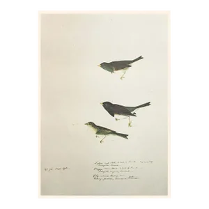 1966 Vintage Cottage Print "Oregon Snow Finch, Lazuli Finch & Clay-Coloured Bunting" After John James Audubon