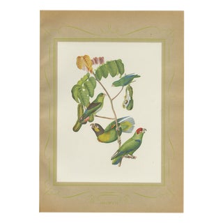 After Descourtilz, Parrotlets and Small Parrots, 1944, Paper For Sale