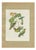 After Descourtilz, Parrotlets and Small Parrots, 1944, Paper For Sale