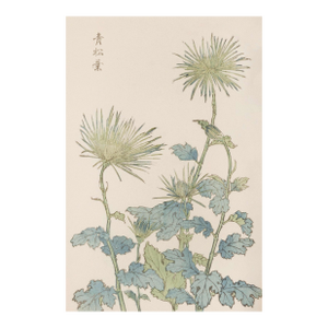 Two Wildflowers by Hasegawa, Vintage Japanese Botanical Art Print, 16" X 24"