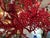 A dramatic sculptural chandelier inspired by the organic branching forms of natural coral. The fixture features an...