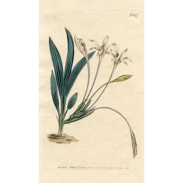 Original early-1800s hand-colored botanical print published in "Curtis's Botanical Magazine", the oldest and longest...