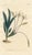 Original early-1800s hand-colored botanical print published in "Curtis's Botanical Magazine", the oldest and longest...