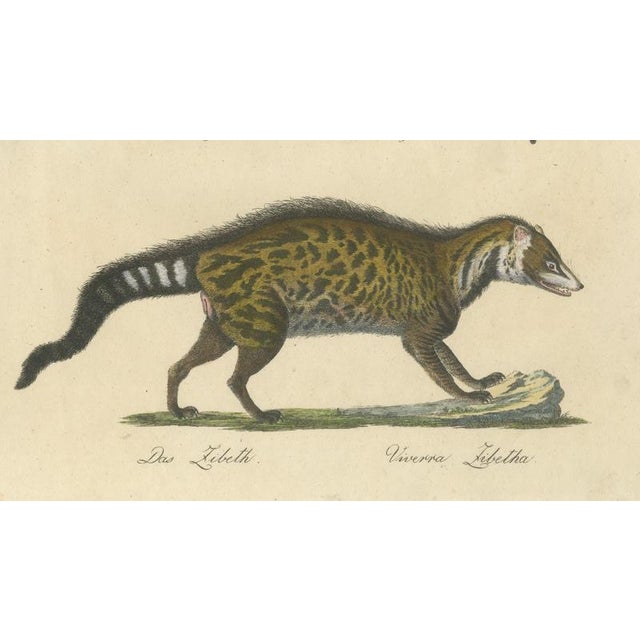 Brodtmann, Egyptian Mongoose, Genet & Civet, 1816, Lithograph For Sale - Image 6 of 9