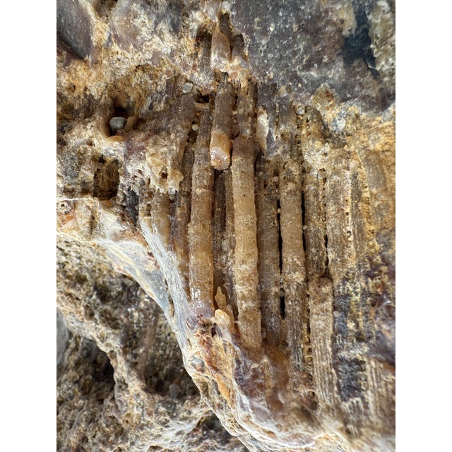 Large Petrified Coral Sculpture by Xyleia Petrified Wood For Sale - Image 4 of 9