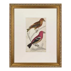 19th Century English Hand Colored Bird Engraving by Goldsmith