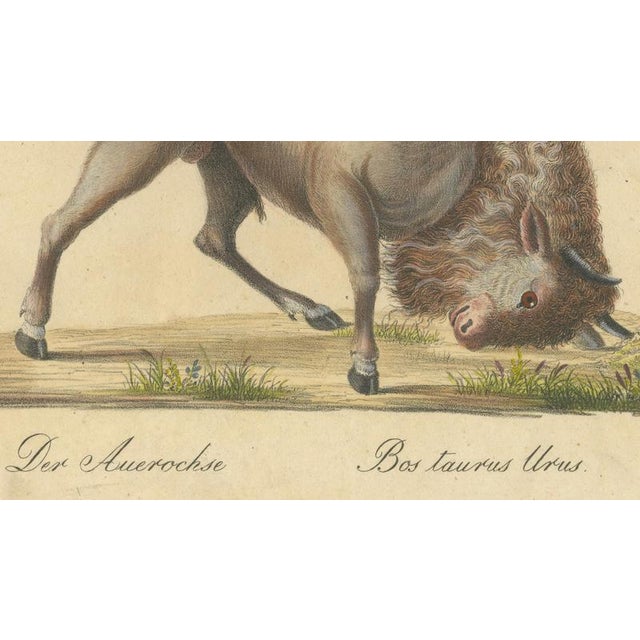 Paper Karl Joseph Brodtmann, Indian Zebu Bull and Extinct Aurochs, 1816, Lithograph For Sale - Image 7 of 9