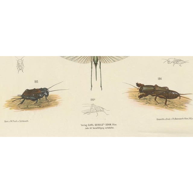 Paper Large Antique Entomology Poster of Dragonflies, Crickets and Flies by M. Frohlich-Schlereth and Bannwarth, 1880s For Sale - Image 7 of 10