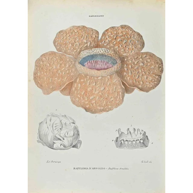 Lithograph hand watercolored. Belongs to the Series "Atlante di Botanica popolare ossia Illustrazione di Piante Notevoli...