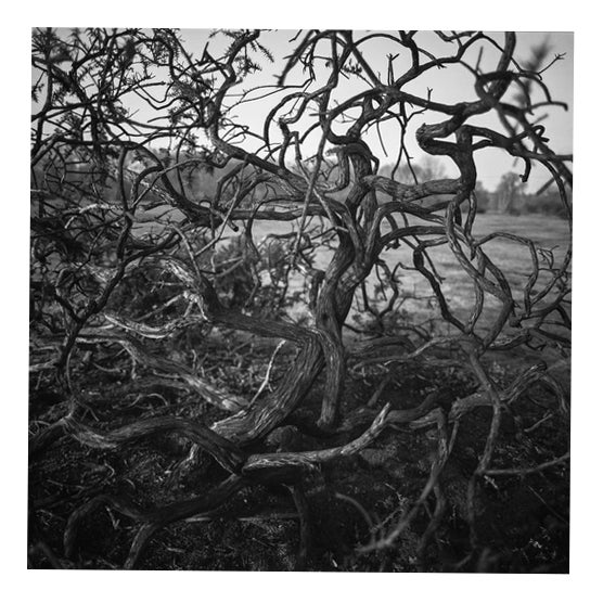 Paul Cooklin, Abstract Bark, Silver Gelatin Photograph, Limited Edition of 10 For Sale