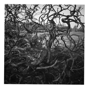 Paul Cooklin, Abstract Bark, Silver Gelatin Photograph, Limited Edition of 10