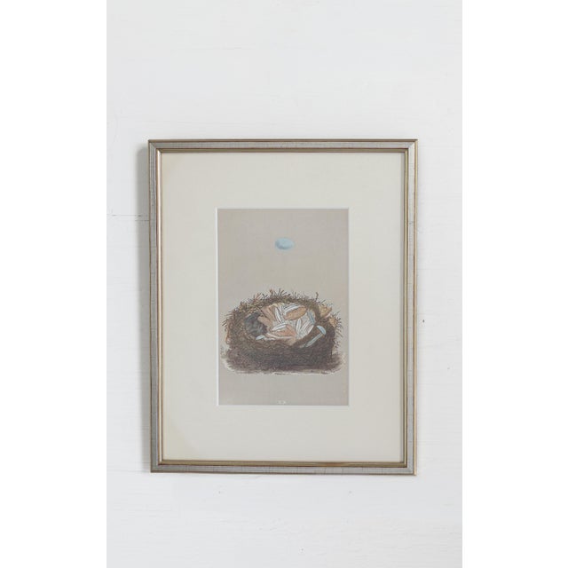 Victorian 19th C. Hand Colored Egg & Nest Engravings From England, Framed Reproduction - Set of 10 For Sale - Image 3 of 11