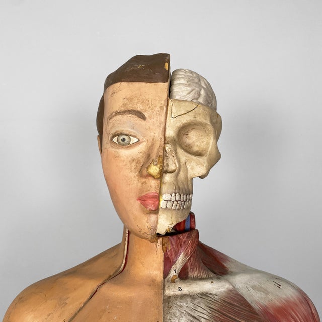 1960s Italian Anatomical Mannequin, 1960s, 1960s, Metal & Wood & Rubber For Sale - Image 5 of 18