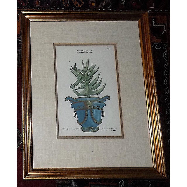 This pair of authentic framed folio size hand colored antique mid 18th century mezzotints depict botanicals in ornate...