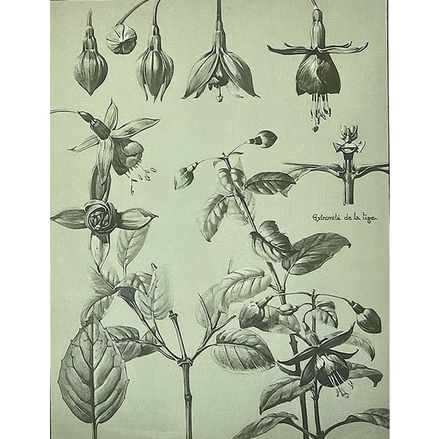 1902 -Set of 3 Antique French Botanicals- Ivy, Fushia, Sweet William, Documentation For Sale - Image 13 of 14