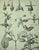 1902 -Set of 3 Antique French Botanicals- Ivy, Fushia, Sweet William, Documentation For Sale - Image 13 of 14