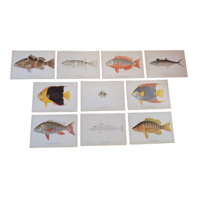 Authentic Antique 19th Century Tropical Fish Chromolithographs - Set of 10 For Sale