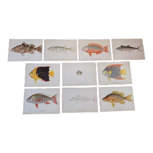 Authentic Antique 19th Century Tropical Fish Chromolithographs - Set of 10