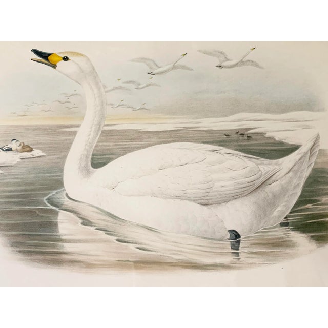 Late 19th Century Antique Gould Original Hand Painted "Cygnus Minor." Lithograph Artwork For Sale - Image 5 of 7