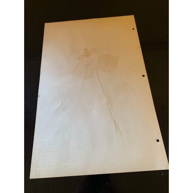 Authentic Vintage Flower Specimen 1917 #2 For Sale In Richmond - Image 6 of 6
