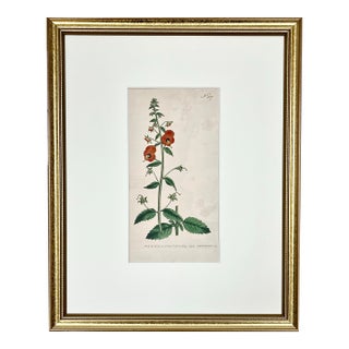 Antique Original Hand Colored Curtis Floral Botanical Etching c.1798 For Sale