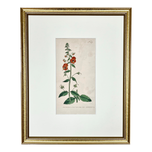 Antique Original Hand Colored Curtis Floral Botanical Etching c.1798