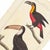 Early 19th Century Toco Toucan Lithograph, 1828 | Hand-Colored Antique Bird Print, Buffon For Sale - Image 5 of 5