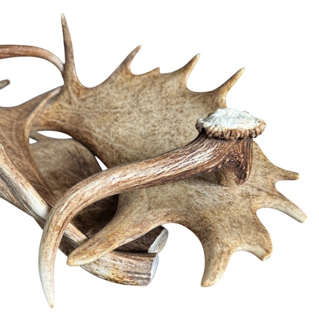 Swiss Black Forest Fallow Deer and Stag Antler Bowl For Sale - Image 9 of 12