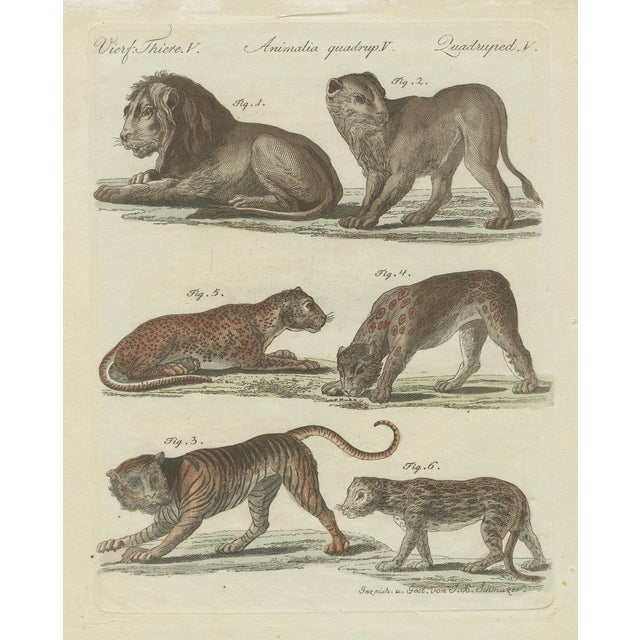 Bertuch, Lions, Tigers & Spotted Cats, Print, 1790 For Sale