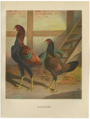 Förster, Malay Chickens, Lithograph, 1888