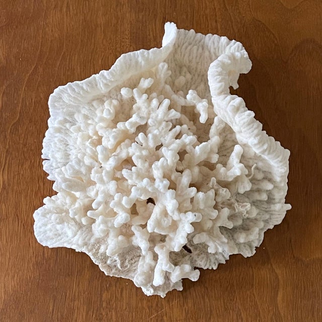 1900 - 1909 Vintage Natural Merulina White Coral Specimen For Sale - Image 5 of 13