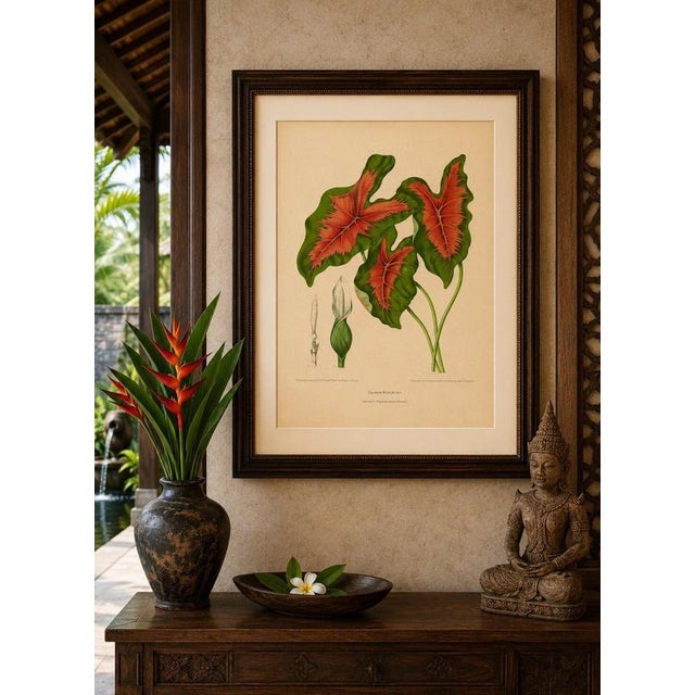 Heart of Jesus Caladium – Original Antique Botanical Print by van Nooten, c.1880 : A striking original antique botanical...