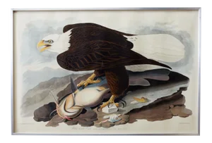 Audubon White-Headed Eagle Plate #31 Framed