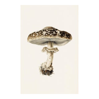'Ringed Milk-Cap' (Lactarius Circellatus) - Mushroom Botanical Print | Natural History | Fine Art Print For Sale
