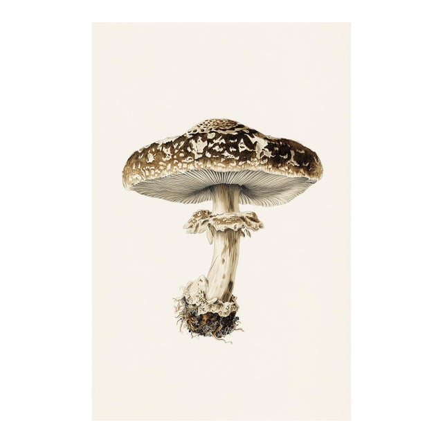 'Ringed Milk-Cap' (Lactarius Circellatus) - Mushroom Botanical Print | Natural History | Fine Art Print For Sale