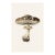 'Ringed Milk-Cap' (Lactarius Circellatus) - Mushroom Botanical Print | Natural History | Fine Art Print For Sale