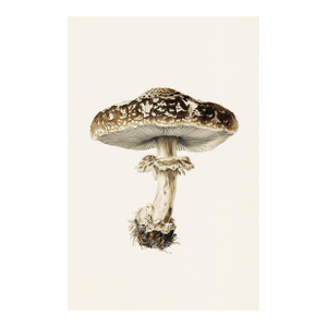 'Ringed Milk-Cap' (Lactarius Circellatus) - Mushroom Botanical Print | Natural History | Fine Art Print