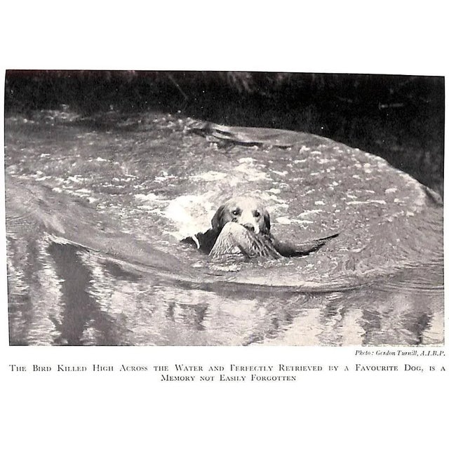 "High Birds and Low" 1950 Richards, Coombe For Sale - Image 10 of 13