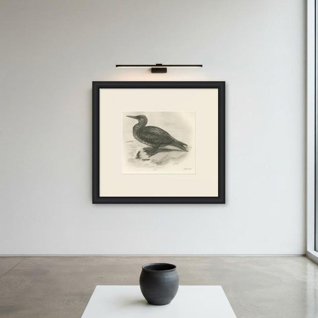 Paper After Lilian Medland, Gannet, Immature, 1909, Print For Sale - Image 7 of 9