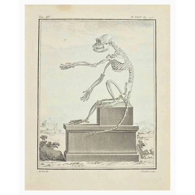 The Skeleton is an etching realized by Juste Chevillet in 1771. It belongs to the suite "Histoire Naturelle de Buffon"....